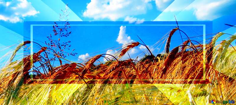 Wallpaper desktop Ukraine rye field with beautiful sky №32554