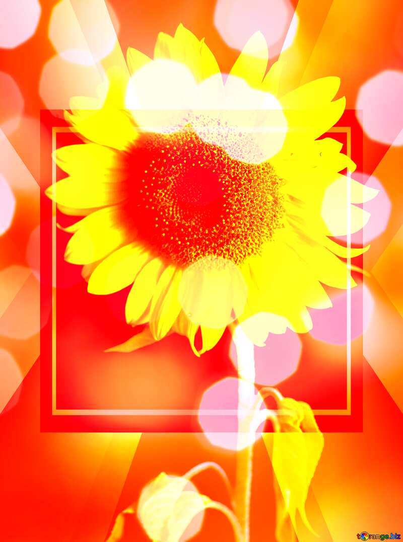  Happy New Year Sunflower flower bokeh background frame №32798