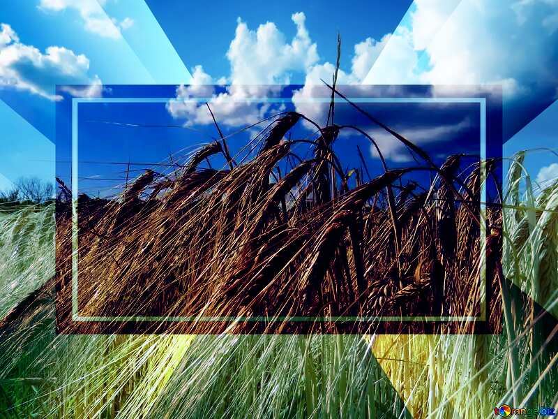 Bread wheat to rye field Business Template Infographic №32535