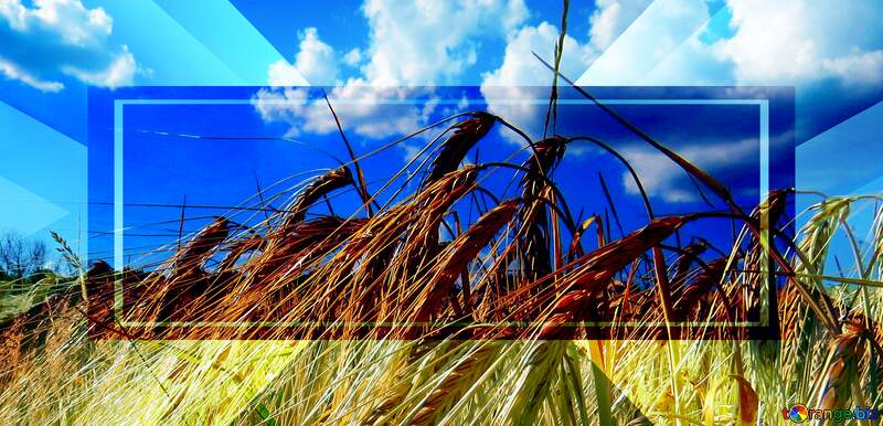 Bread wheat to rye field Business Design Infographic Template Banner №32535