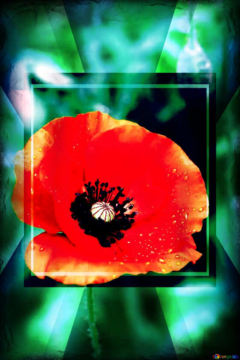  Poppy flower card powerpoint website infographic template banner layout design responsive brochure business №34252