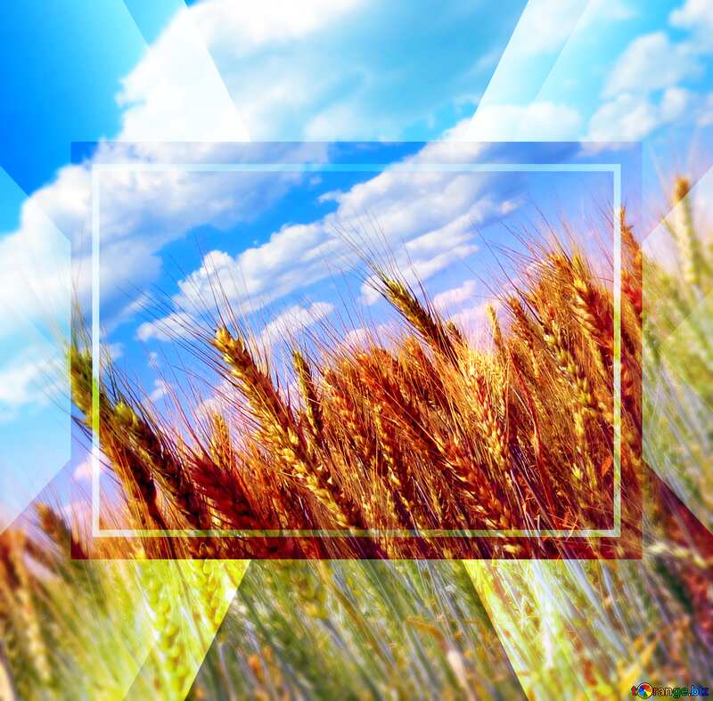 Wheat field powerpoint website infographic template banner layout design responsive brochure business №27269
