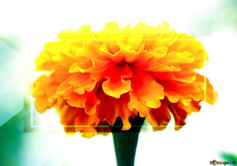 Marigold flower powerpoint website infographic template banner layout design responsive brochure business №33461