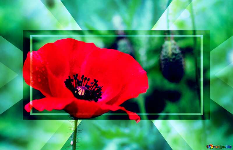 Poppy flowers powerpoint website infographic template banner layout design responsive brochure business №34254