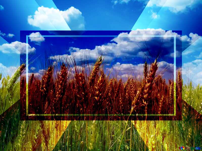 Golden wheat powerpoint website infographic template banner layout design responsive brochure business №27259
