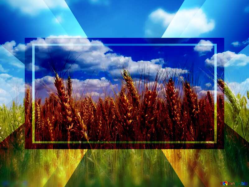 Golden wheat powerpoint website infographic template banner layout design responsive brochure business №27259