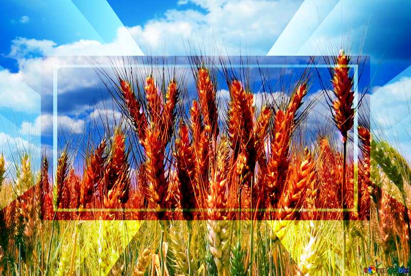 Ukrainian wheat powerpoint website infographic template banner layout design responsive brochure business №27257