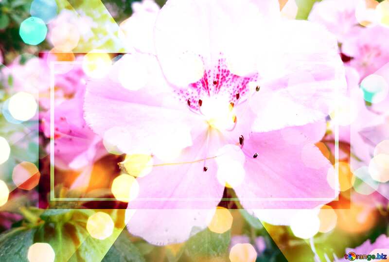 Blooming azalea flower Template Design №29333