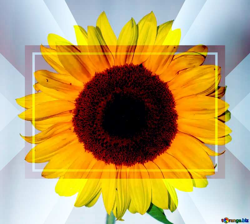 Sunflower flower frame №32796