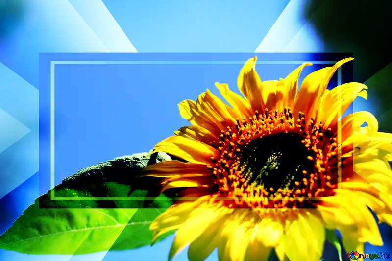  Sunflower Template Card Business Design Infographic Banner Layout №32684