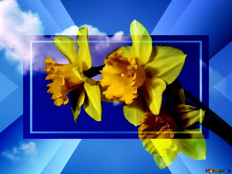 Yellow daffodils on blue sky powerpoint website infographic template banner layout design responsive brochure business №30959