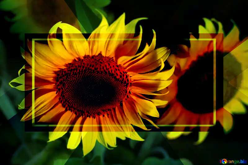 Beautiful flowers of sunflower powerpoint website infographic template banner layout design responsive brochure business №32817