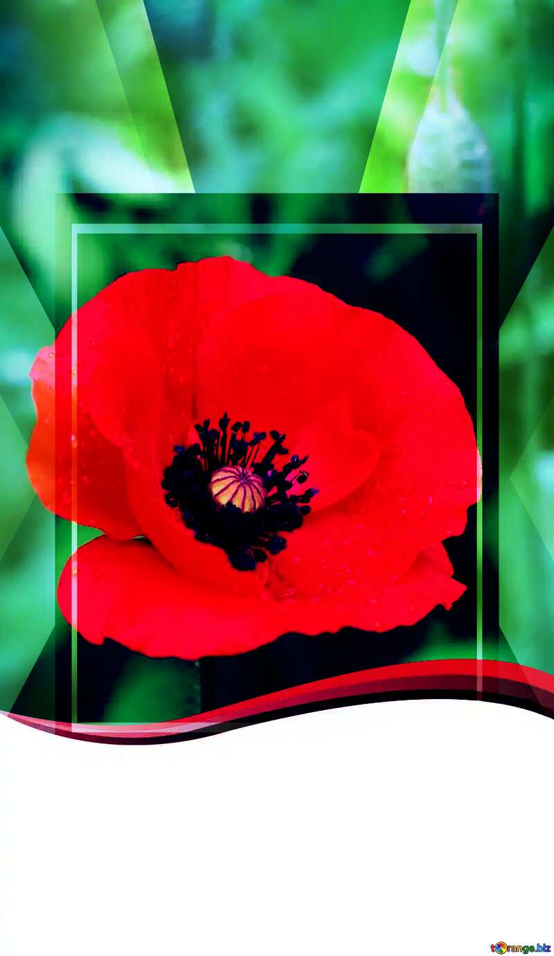  Poppy flower card template powerpoint website infographic template banner layout design responsive brochure business №34252