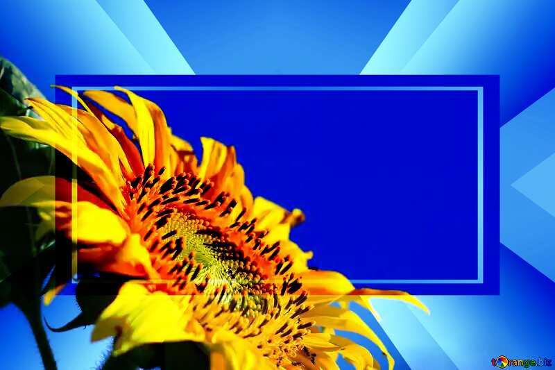 Sunflowers on blue background on the desktop Banner Template Infographic Business Background №32683
