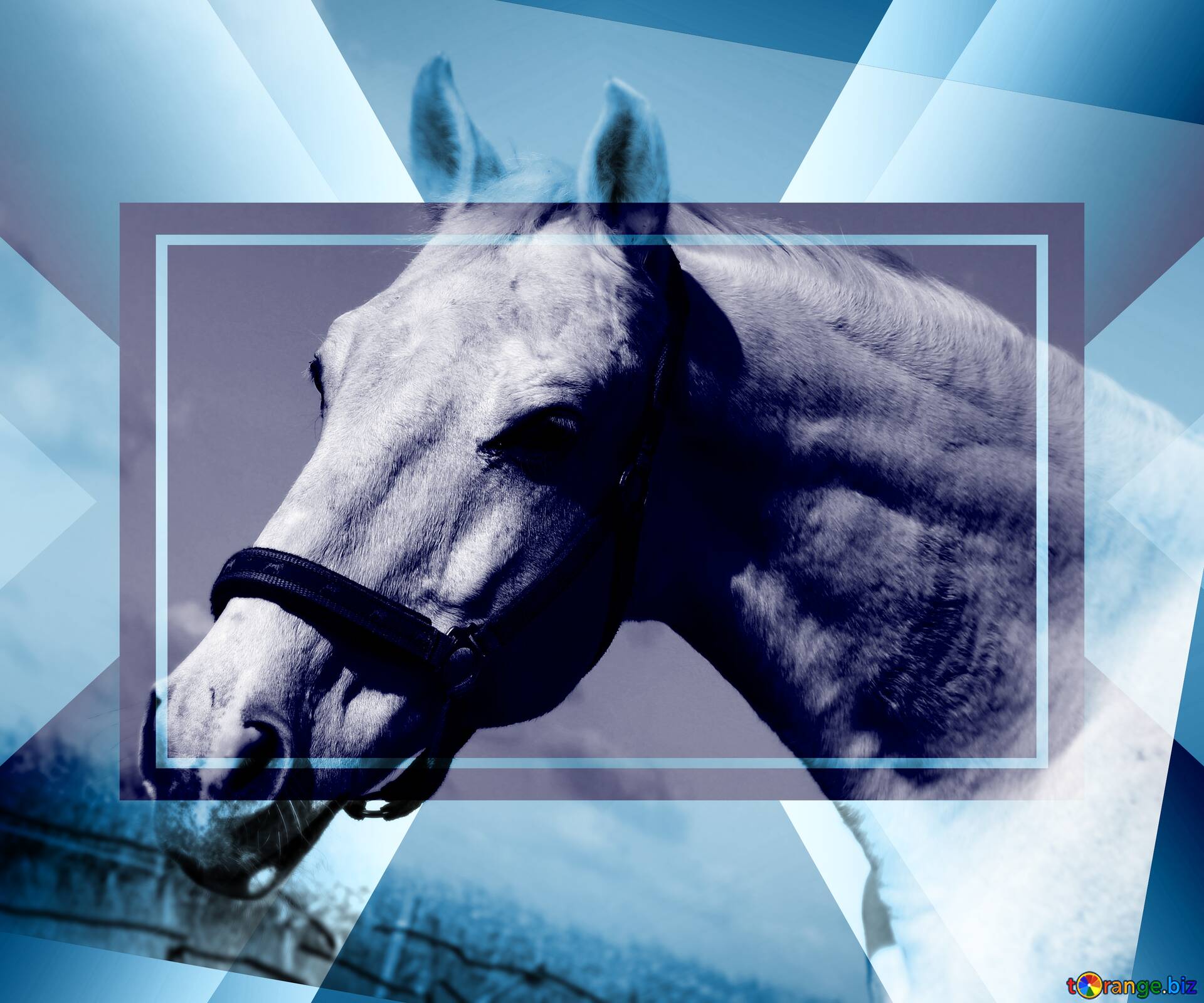 Kostenloses Bild herunterladen White Horse powerpoint website