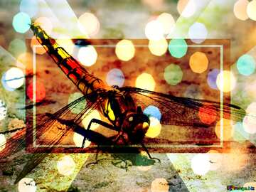 FX №189229  Dragonfly bokeh background powerpoint website infographic template banner layout design responsive ...