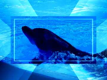 FX №189208 Smart dolphin powerpoint website infographic template banner layout design responsive brochure...