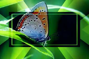 FX №189620 Butterfly on leaf. Background on the desktop. powerpoint website infographic template banner layout ...