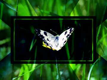 FX №189298 White butterfly on flower powerpoint website infographic template banner layout design responsive...