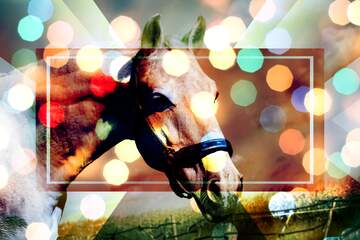 FX №189155  White Horse overlay bokeh background powerpoint website infographic template banner layout design...