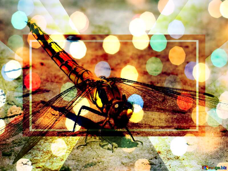  Dragonfly bokeh background powerpoint website infographic template banner layout design responsive brochure business №24962