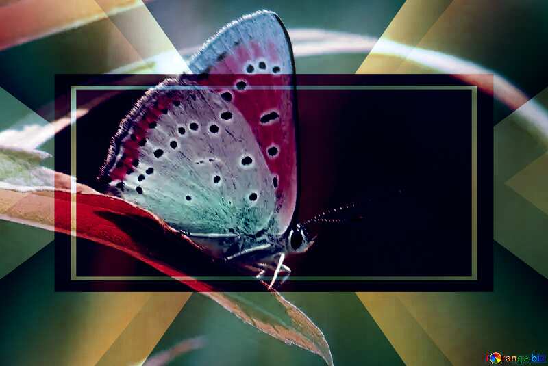 Butterfly on leaf. powerpoint website infographic template banner layout design responsive brochure business №22292