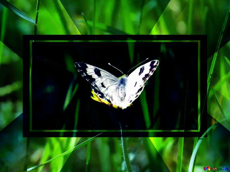 White butterfly on flower powerpoint website infographic template banner layout design responsive brochure business №24653