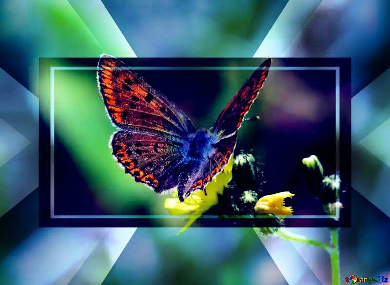  Blue color. Flying butterfly. powerpoint website infographic template banner layout design responsive brochure business №25913