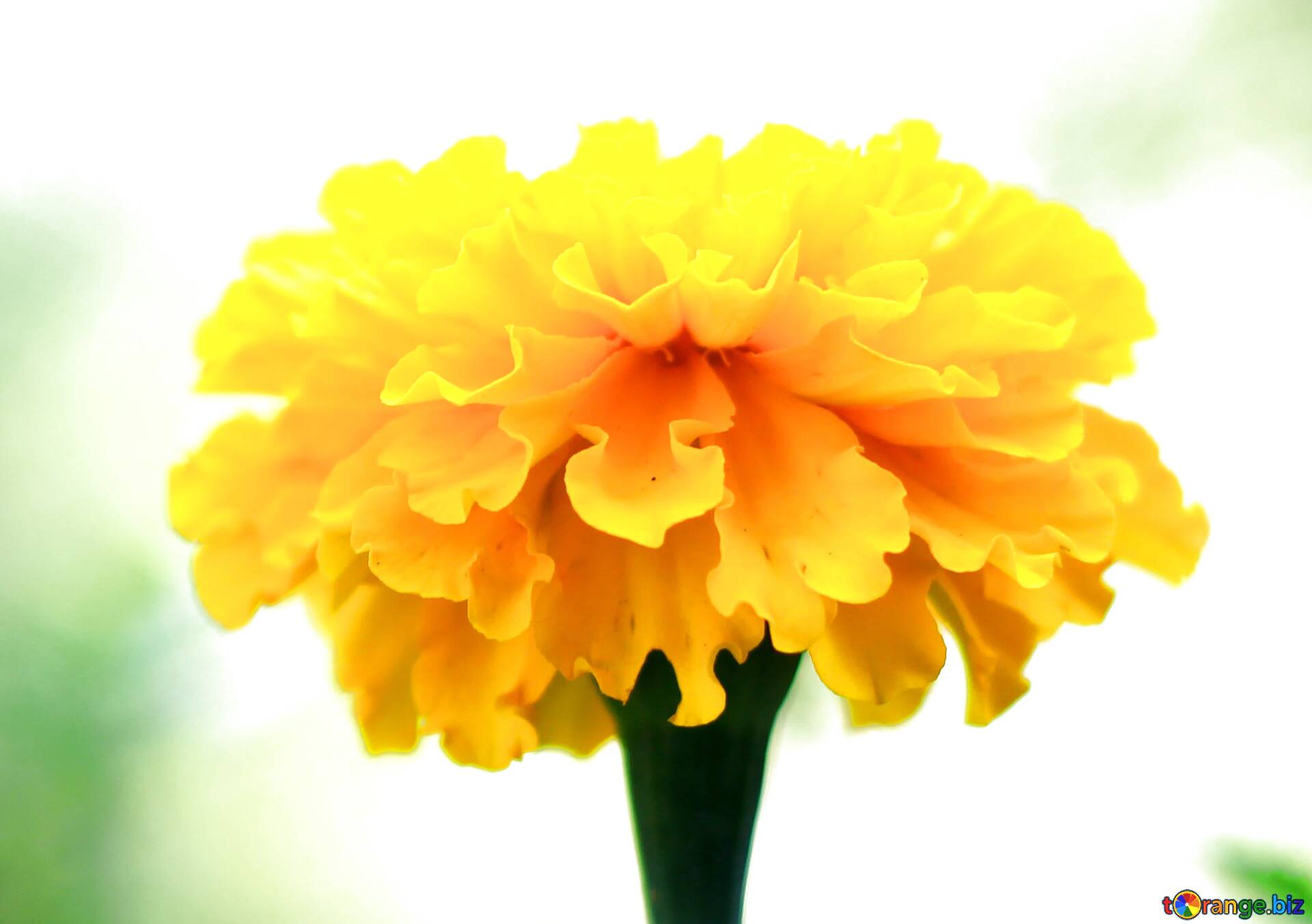 Download free picture Blue color. Marigold wallpaper for desktop. on CC-BY  License ~ Free Image Stock  ~ fx №19292