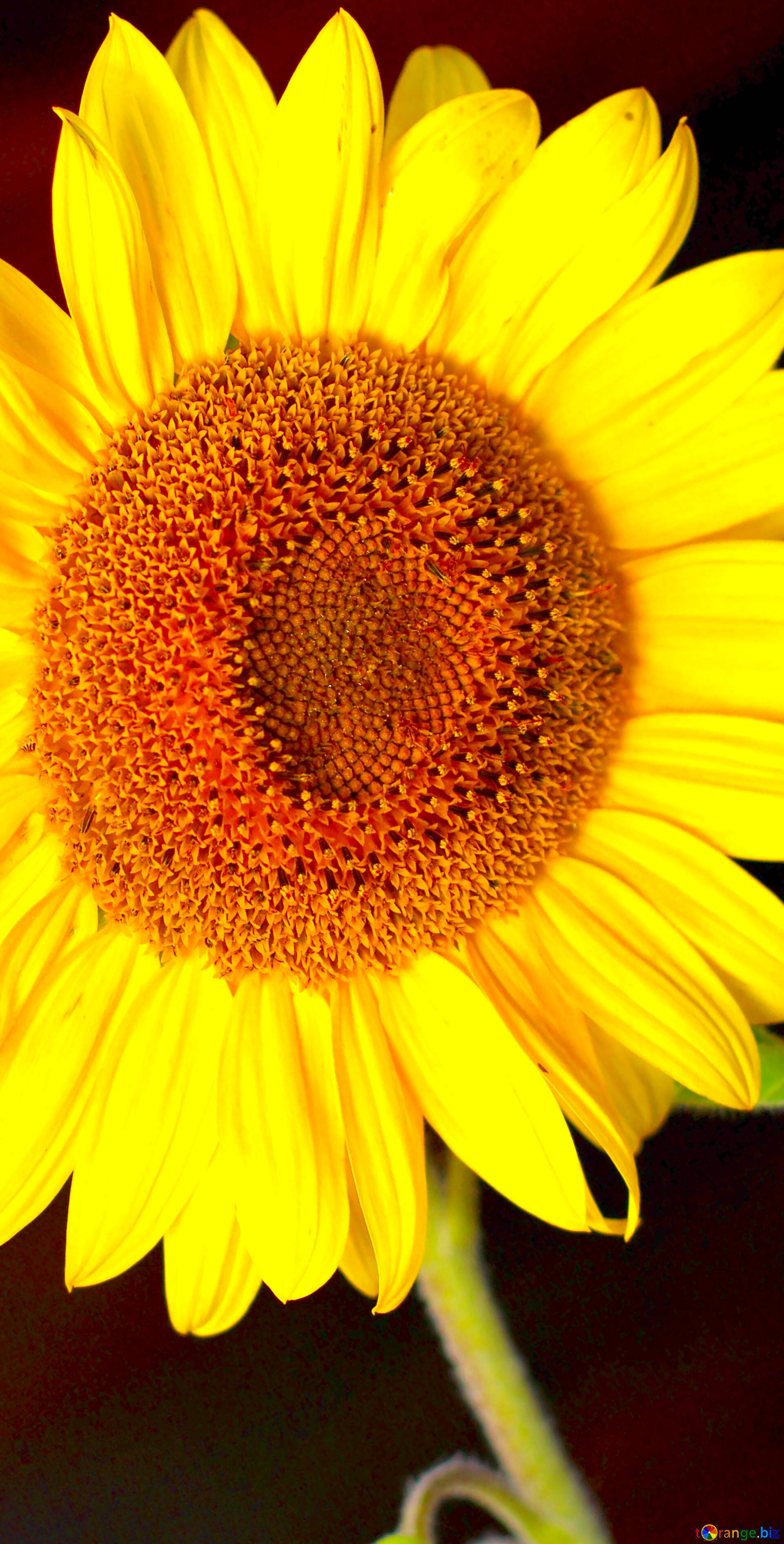 Download Free Picture Image For Profile Picture Sunflower Flower