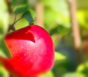 FX №19809 Bild für Profilbild. Roter Apfel am Baum.