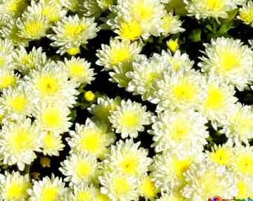 FX №19785 Blue color. Chrysanthemum much in the picture.