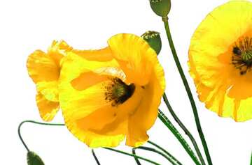 FX №19844 Bouquet of yellow poppies on white background