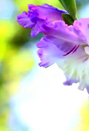 FX №19345 Bright colors. Images for cards the flower gladiolus.
