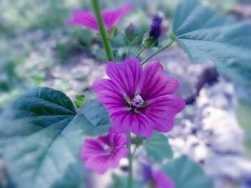 FX №19186 Bright colors.  Mallow purple .