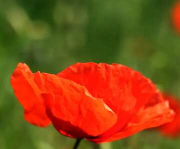 FX №19366 Bright colors. Red poppy flower.
