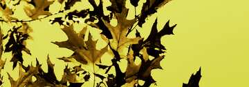 FX №19949 Cover. Autumn leaves on the desktop.