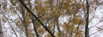 FX №19282 Cover. Birches in autumn.