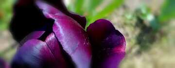 FX №19784 Cover. Dark purple Tulip.