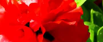FX №19825 Cover. Flower poppy Red.
