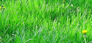 FX №19119 Cover. Green grass.