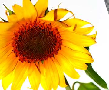 FX №19224 Cover. Sunflower flower on white background.