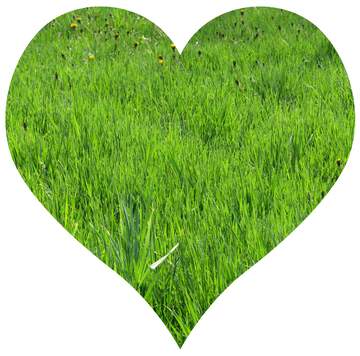 FX №19118 Heart of Lawn grass