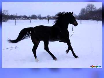 FX №19998 Horse on snow