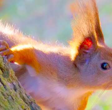 FX №19680 Image for profile picture Animal Squirrel .