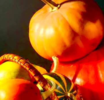 FX №19578 Image for profile picture Autumn fruits.