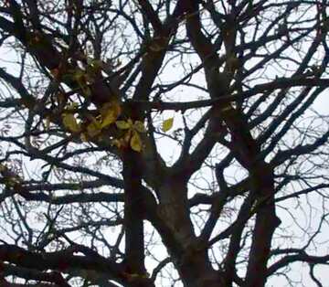 FX №19266 Image for profile picture  Autumn sky through the bare crown of the tree .