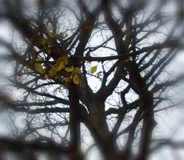 FX №19267 Image for profile picture  Autumn sky through the bare crown of the tree .