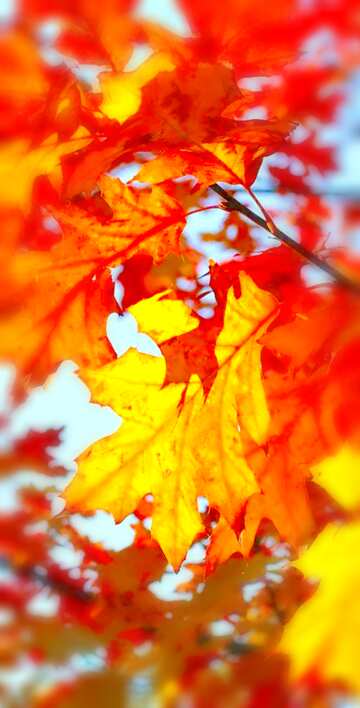 FX №19952 Image for profile picture Beautiful autumn leaves.