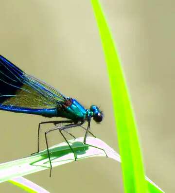FX №19279 Image for profile picture A beautiful dragonfly.